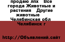 продаю лпх - Все города Животные и растения » Другие животные   . Челябинская обл.,Челябинск г.